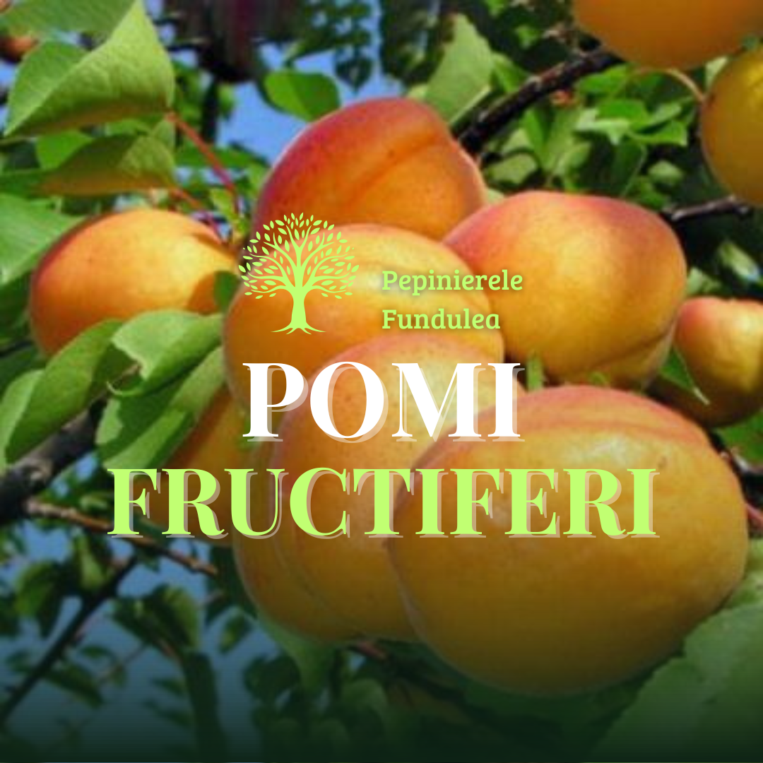 Pomi fructiferi