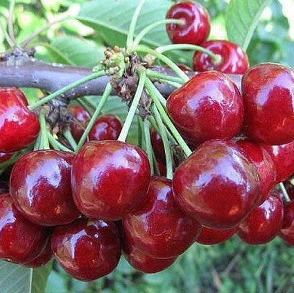 Pomi fructiferi