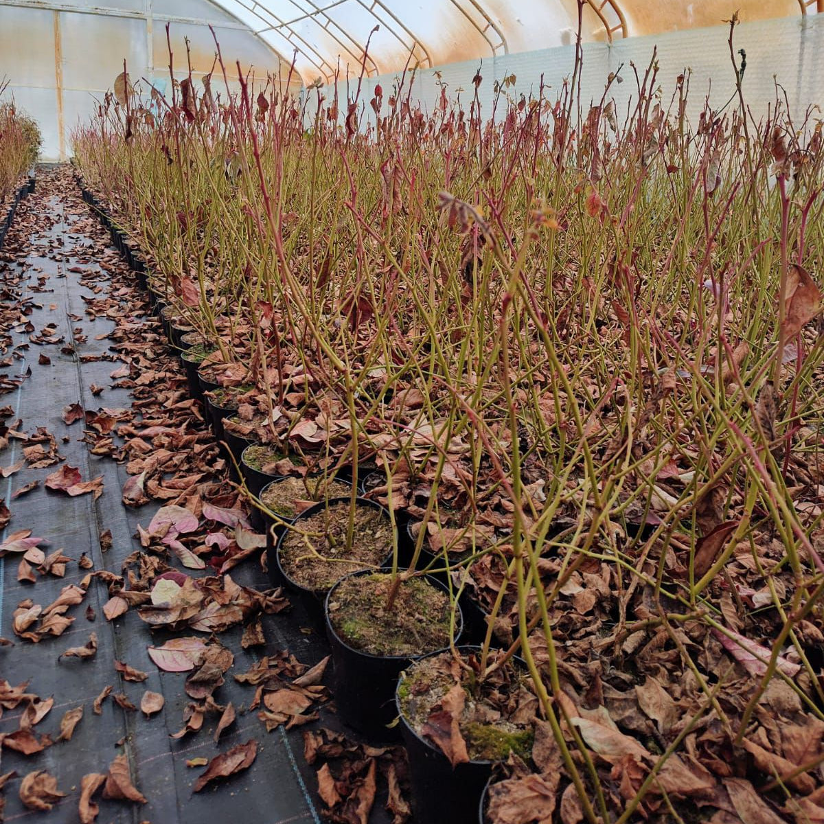 Afin pe rod Chendler Anul III Ghiveci 1,5L 50-60cm