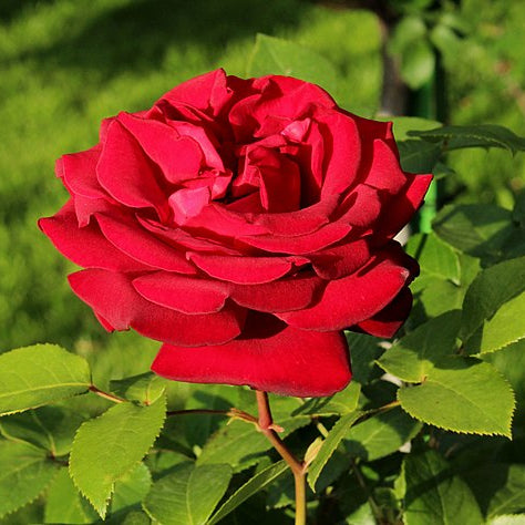 Trandafir Rosu Rhodos