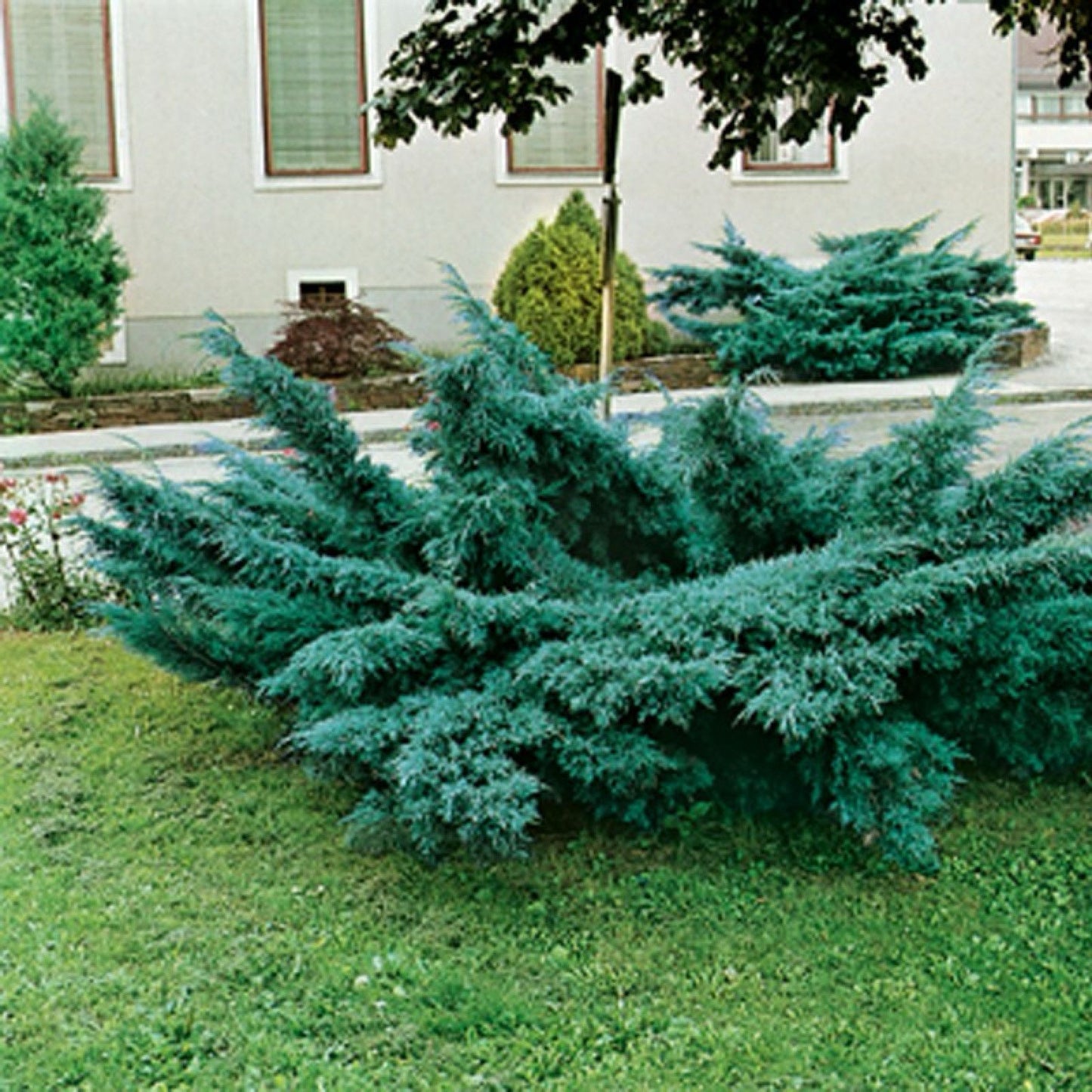 Ienupar tarator in ghiveci 4L