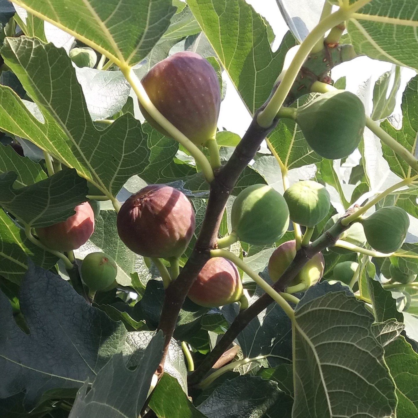 Smochin Black Mission