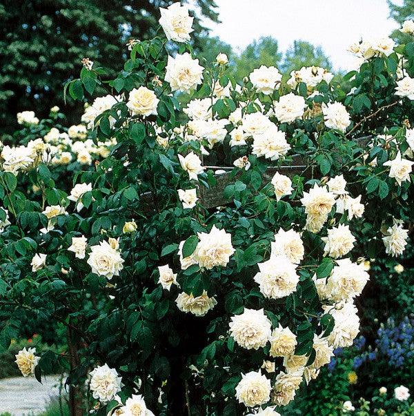 Trandafir Alb Urcator Ilse Krohn