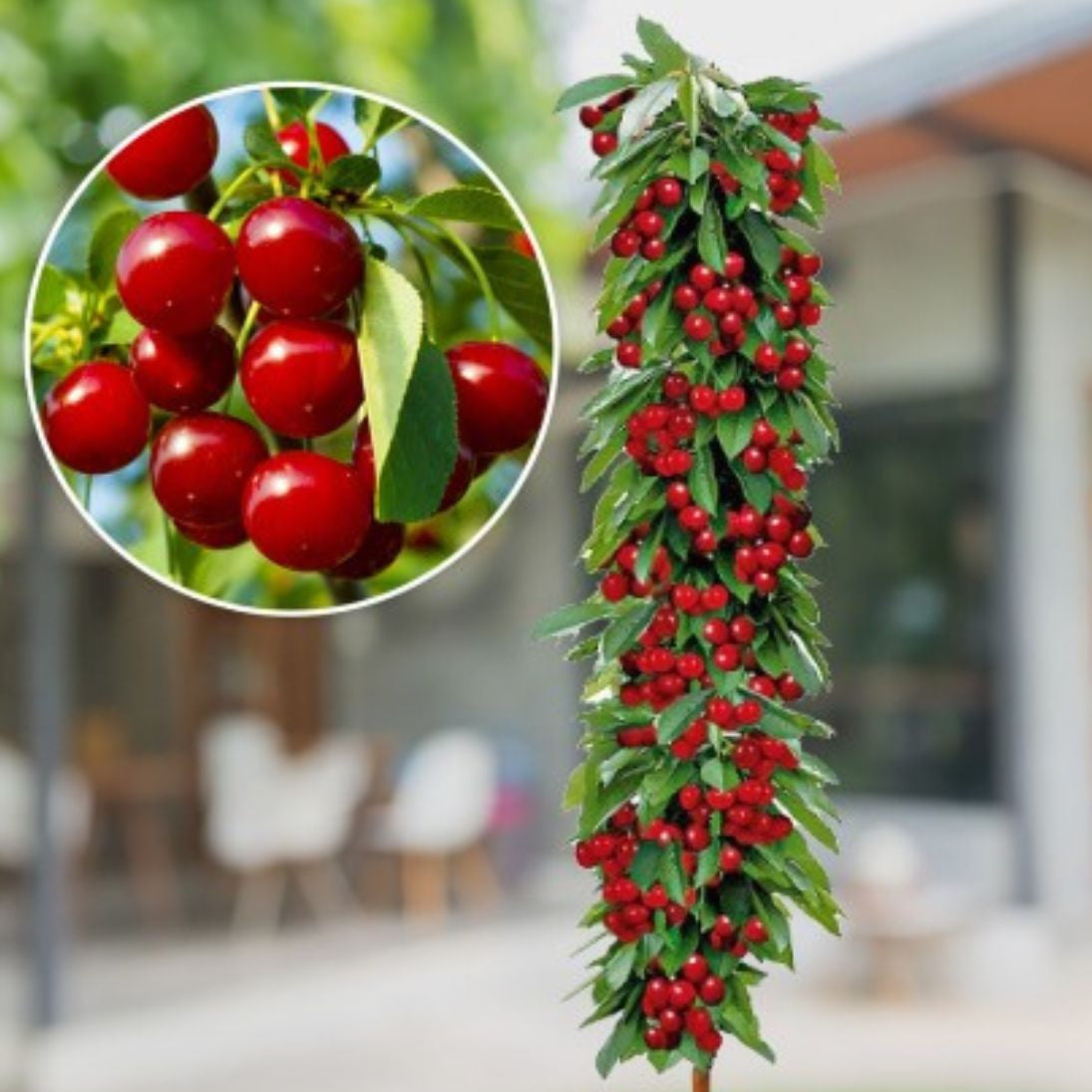 Visin Columnar Pitic