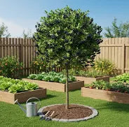 Aronia Pomisor Inaltime 120-130cm