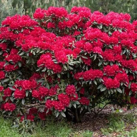 Azalea Japonica 50 cm in ghiveci 2L