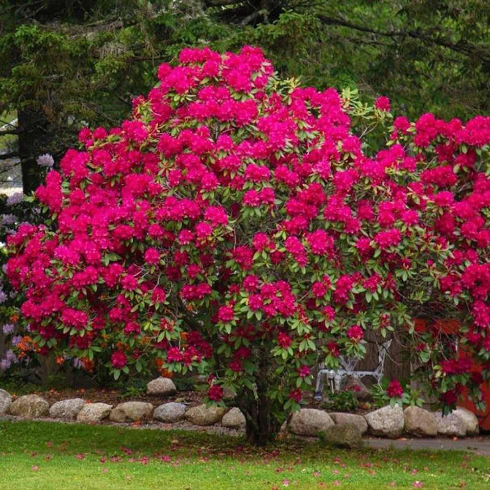 Azalea Japonica 50 cm in ghiveci 2L
