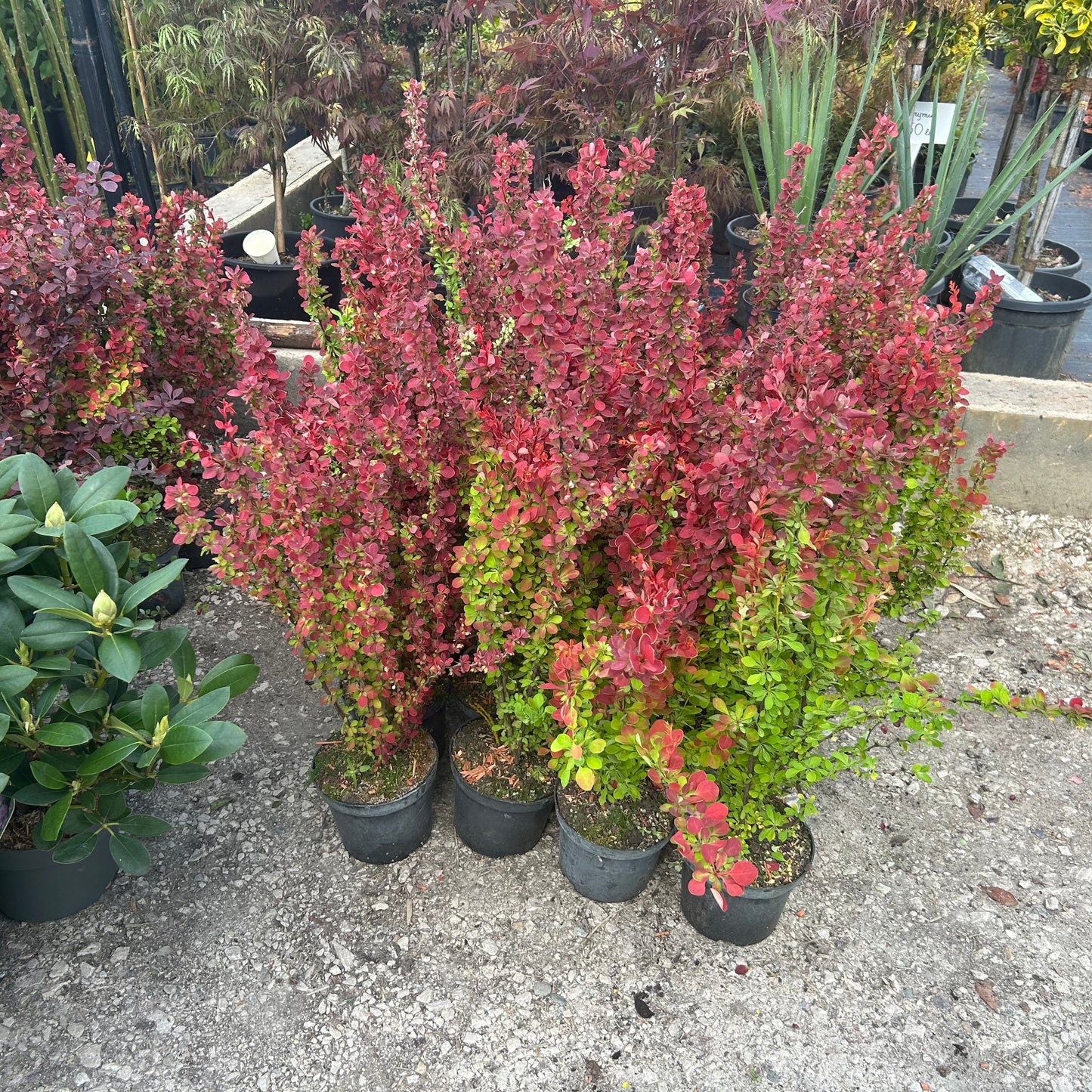 Berberis Orange Rocket in ghiveci h 50-60cm