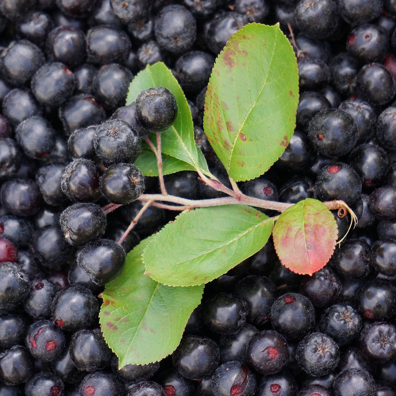 aronia ghiveci