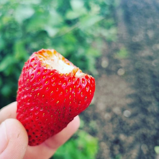 Capsuni Clery in ghiveci P9