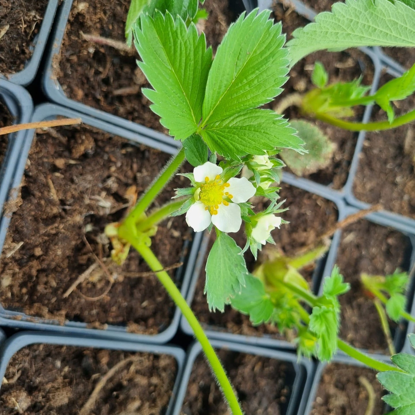 Capsuni Clery in ghiveci P9