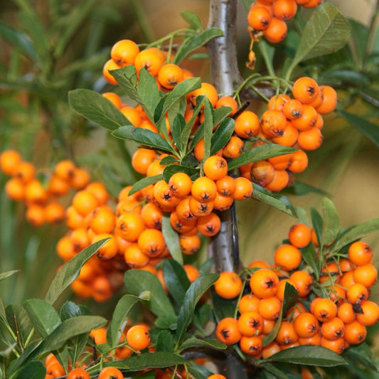Catina Autofertila Orange 80cm