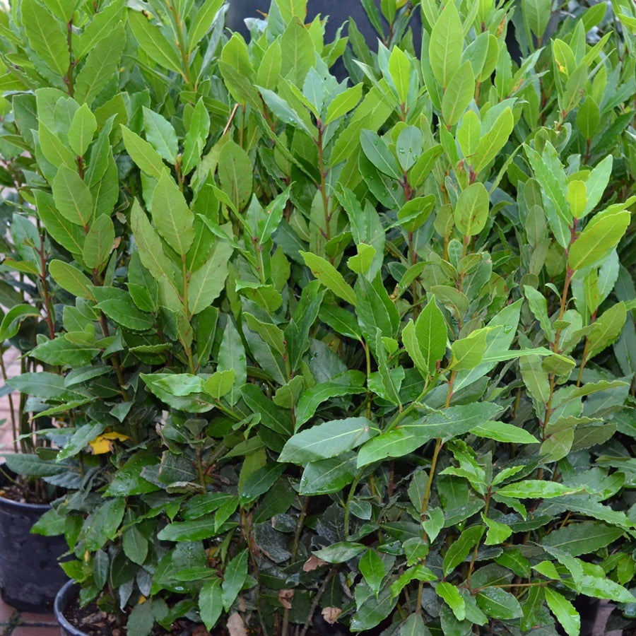 Dafin comestibil 40 cm ghiveci P9