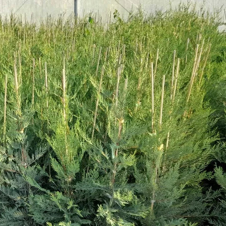 Leylandi Chiparos vesnic verde 80 cm ghiveci 3l