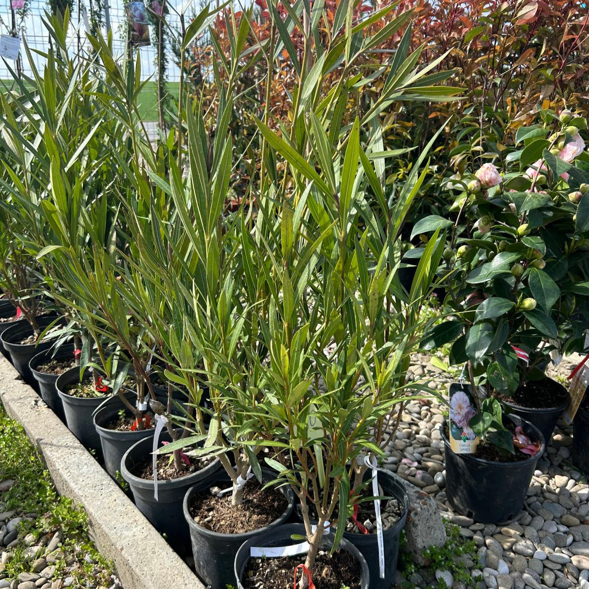 Leandru roz 60 cm ghiveci 4l