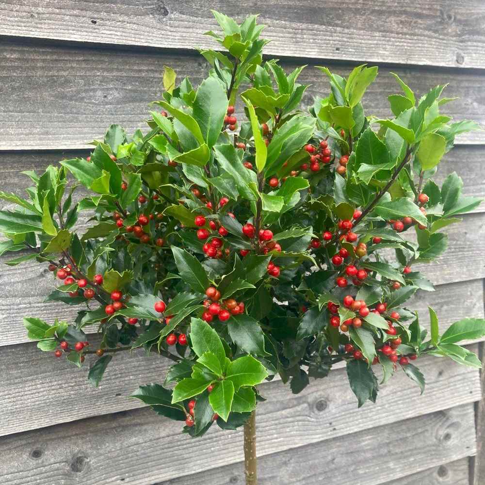 Ilex pomisor Rosu 1m ghiveci 3L