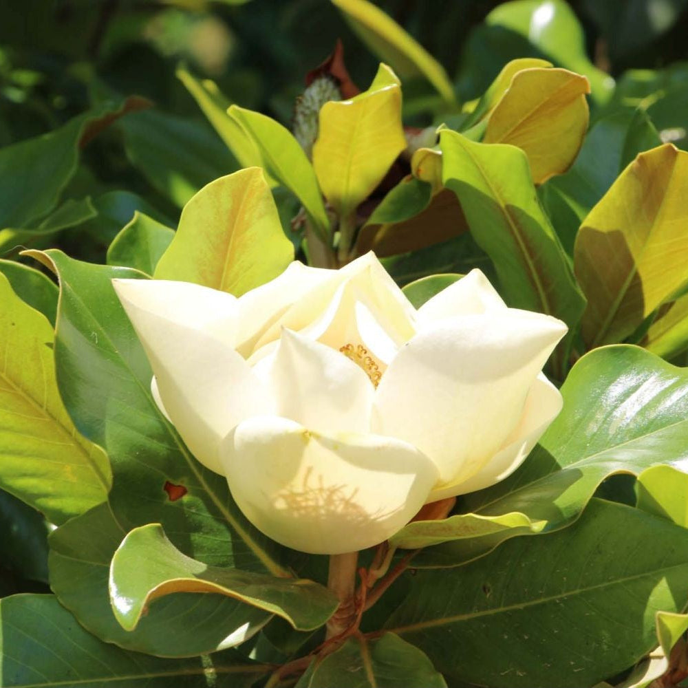 Magnolie Vesnic Verde Grandiflora 80 cm in ghiveci 4L