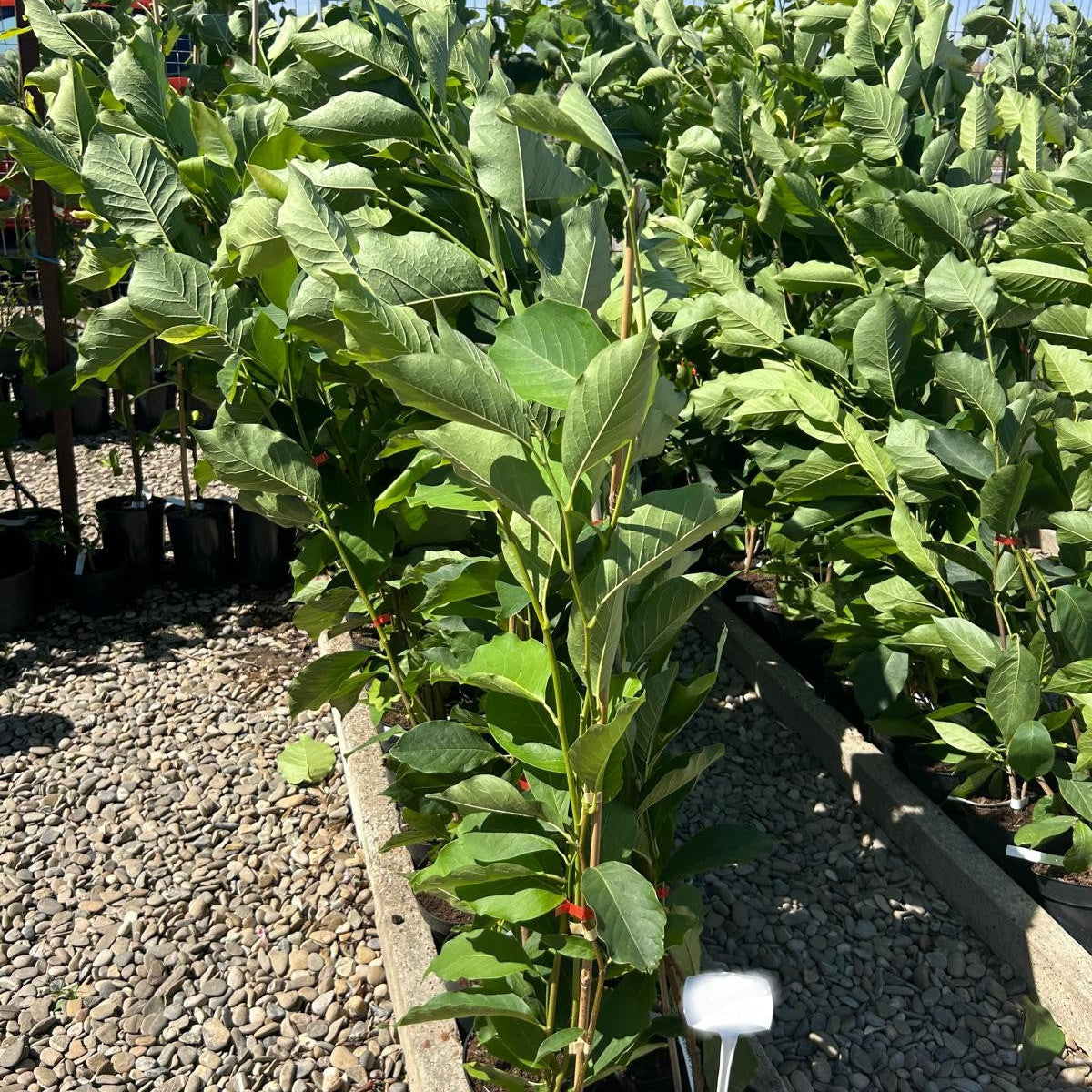 Magnolia Soulangeana 130 cm in ghiveci 3L