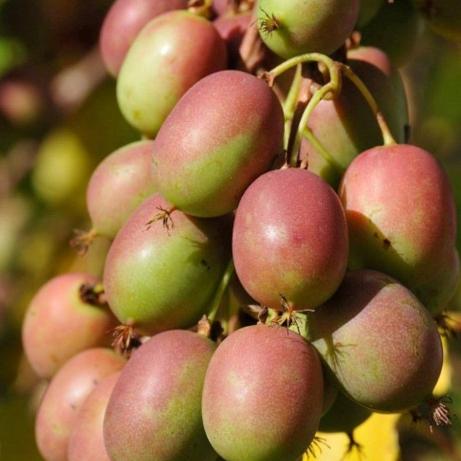 Mini kiwi Actinidia Jenny in ghiveci P9