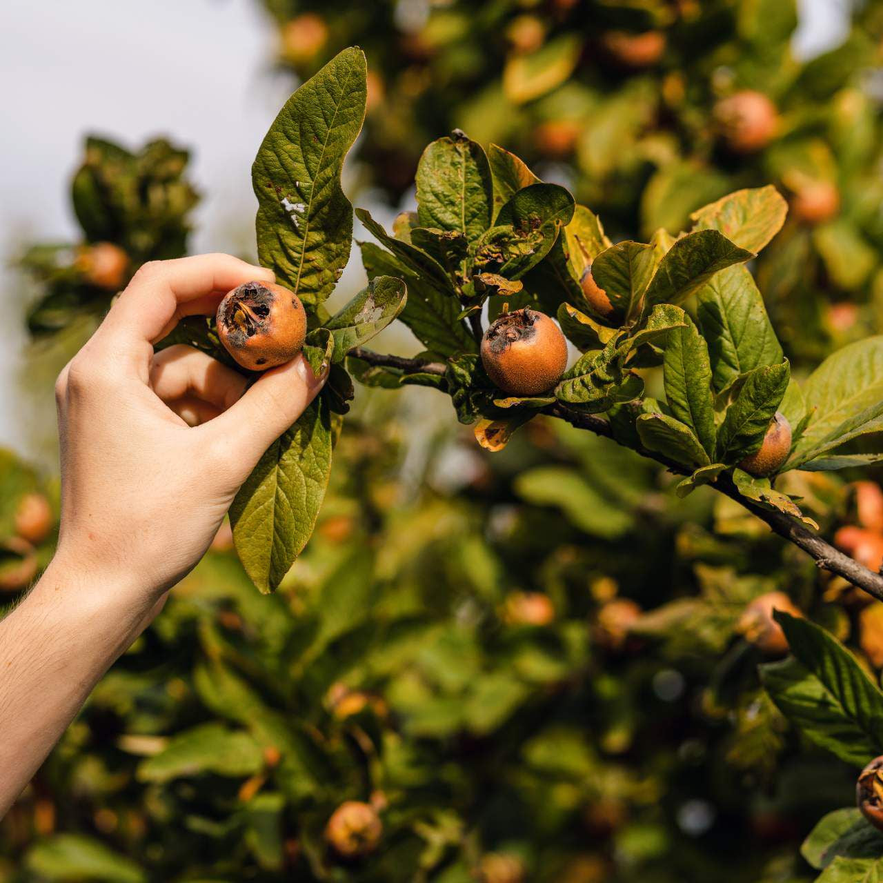 Mosmon Urias de Olanda 150 cm