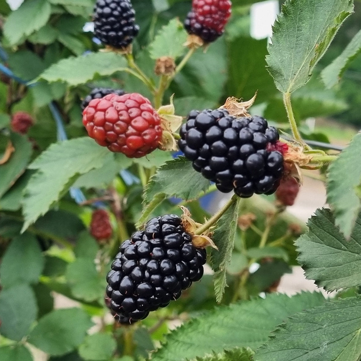 butasi mur fara tepi arapaho