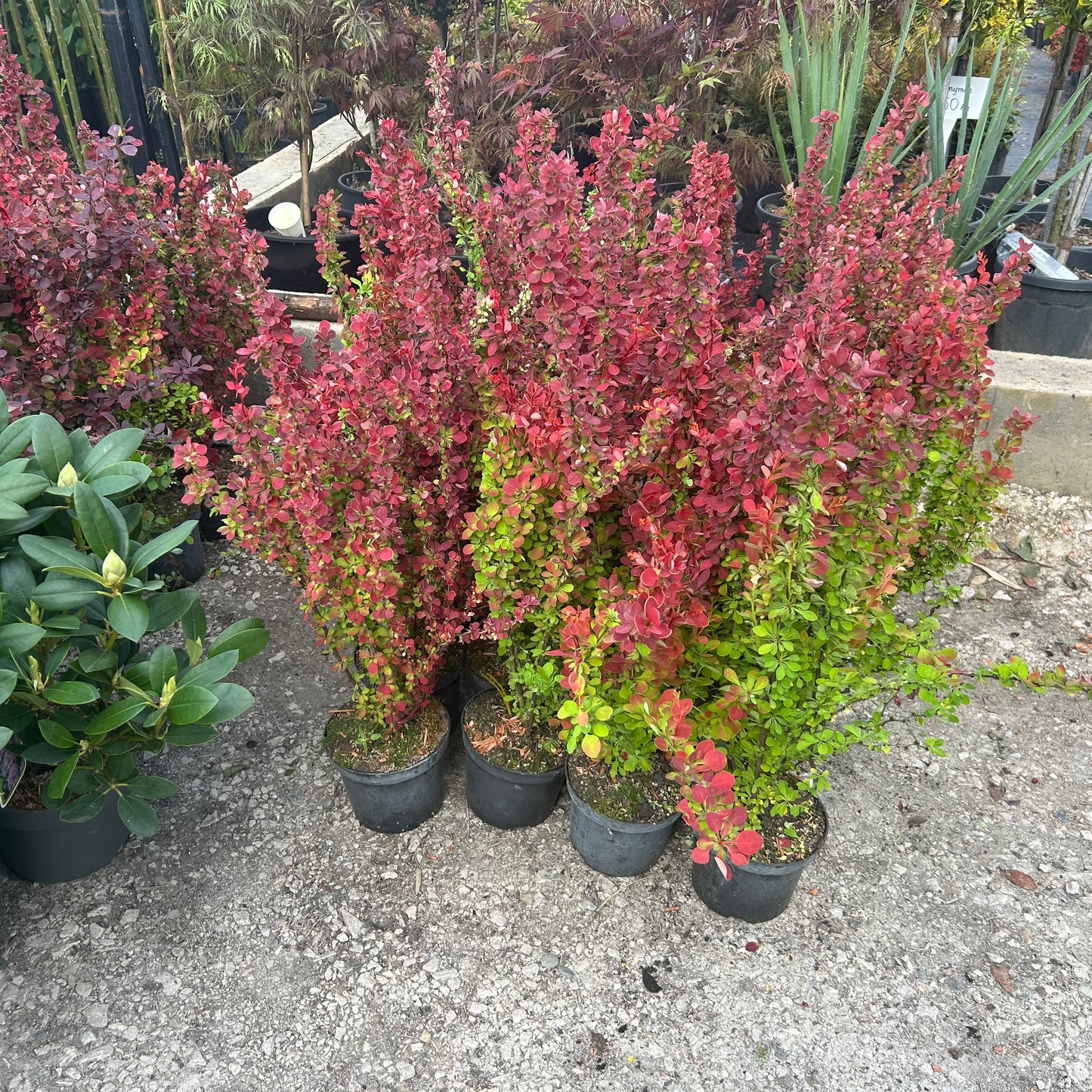 Berberis Orange Rocket in ghiveci h 50-60cm