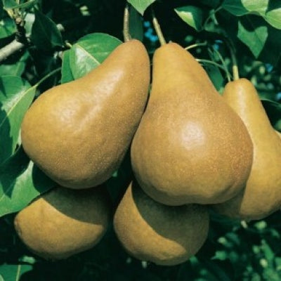 Par Untoasa Bosc anul II