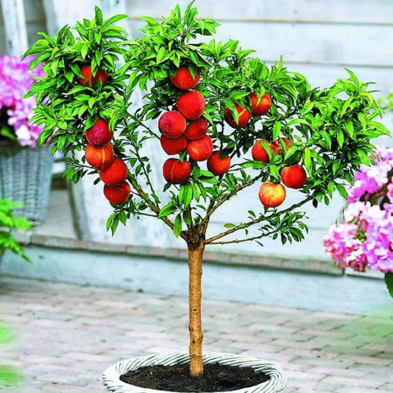 Piersic Columnar Pitic