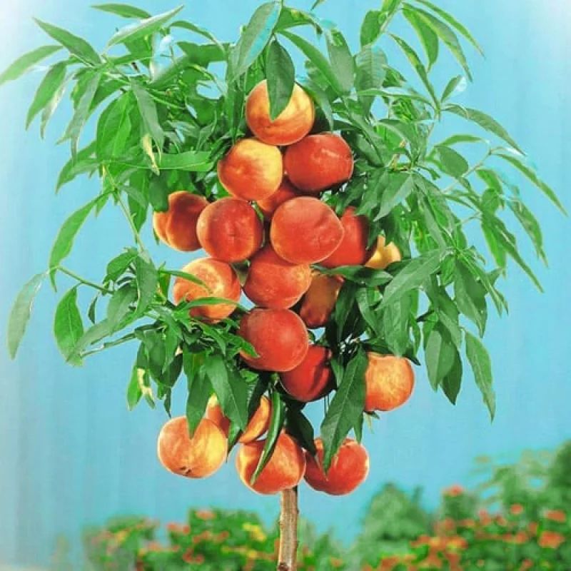 Piersic Columnar Pitic