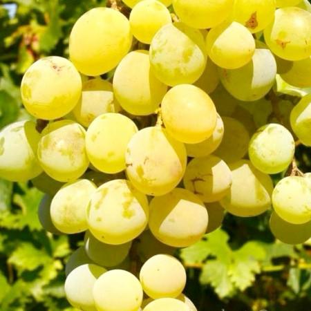 Vita de Vie Regina Viilor in ghiveci P9