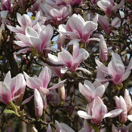 Magnolie Soulagenata 150 cm in ghiveci 3L
