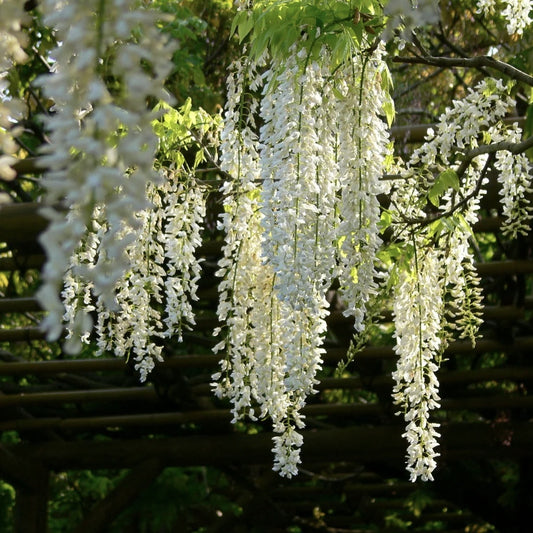 Glicina Wisteria alba 160-180 cm in ghiveci 3l