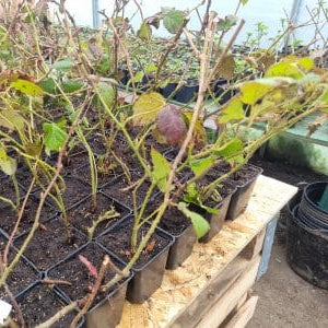 Zmeur Negru Black Jewel in ghiveci P9 Anul II