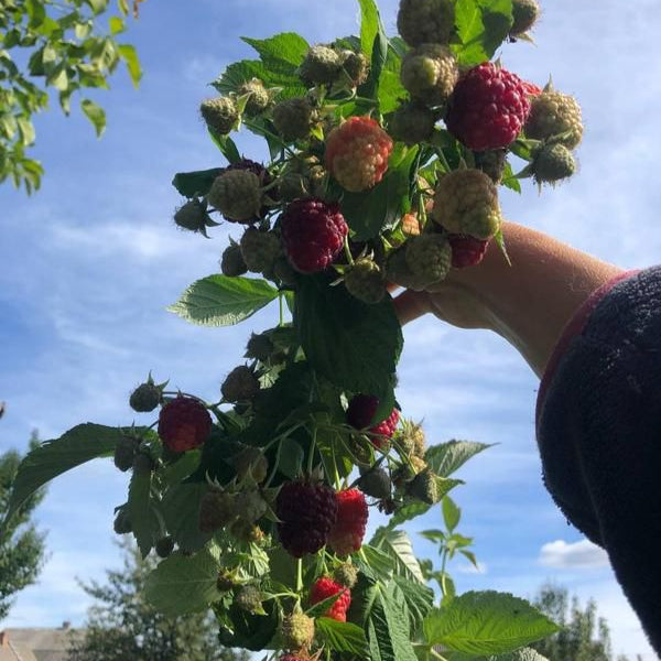 Butasi Zmeur Polka Remontant Certificat 50cm