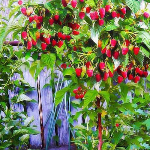 Zmeur Pomisor Remontant Rosu Butas