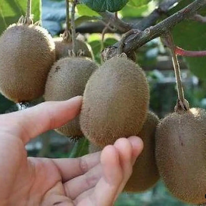 Kiwi Autofertil 40cm in Ghiveci  2L