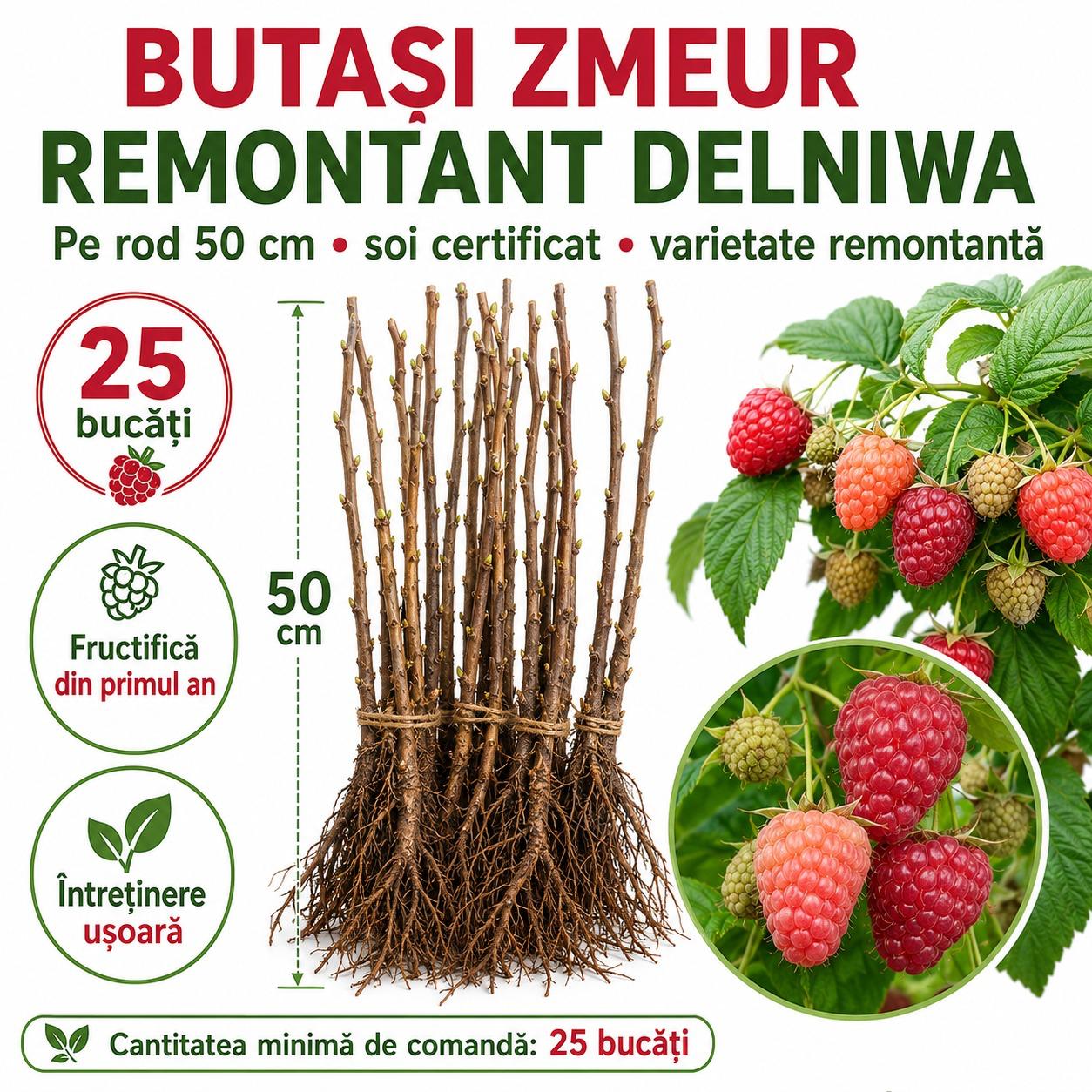 Butasi Zmeur Remontant Delniwa pe Rod 50cm