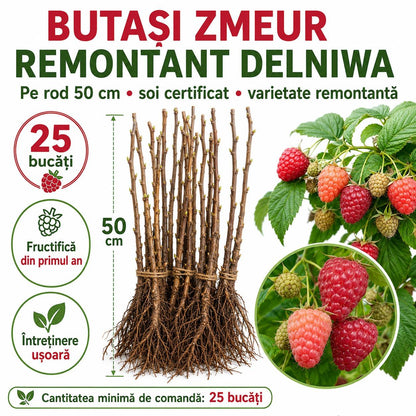 Butasi Zmeur Remontant Delniwa pe Rod 50cm
