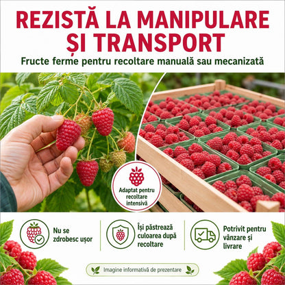 Butasi Zmeur Remontant Mapema pe Rod/ Pachet 25 BUC