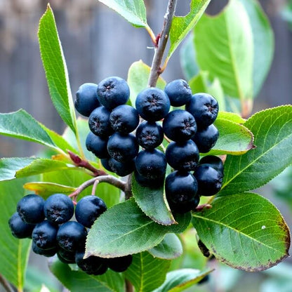 Aronia Pomisor Inaltime 120-130cm