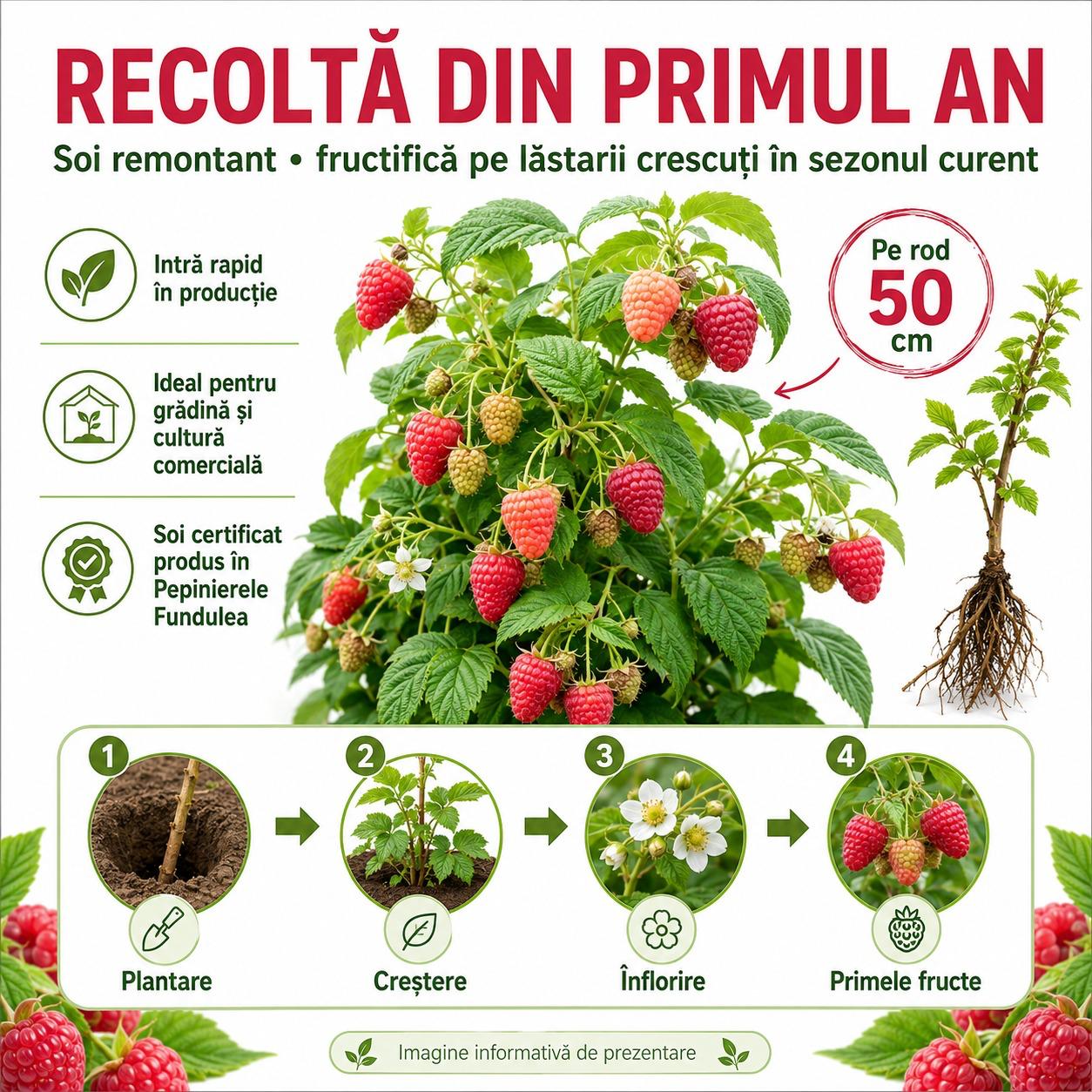 Butasi Zmeur Remontant Delniwa pe Rod 50cm