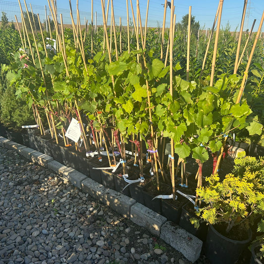 Vita de Vie Altoita Regina Viilor anul II in ghiveci 2L pe rod