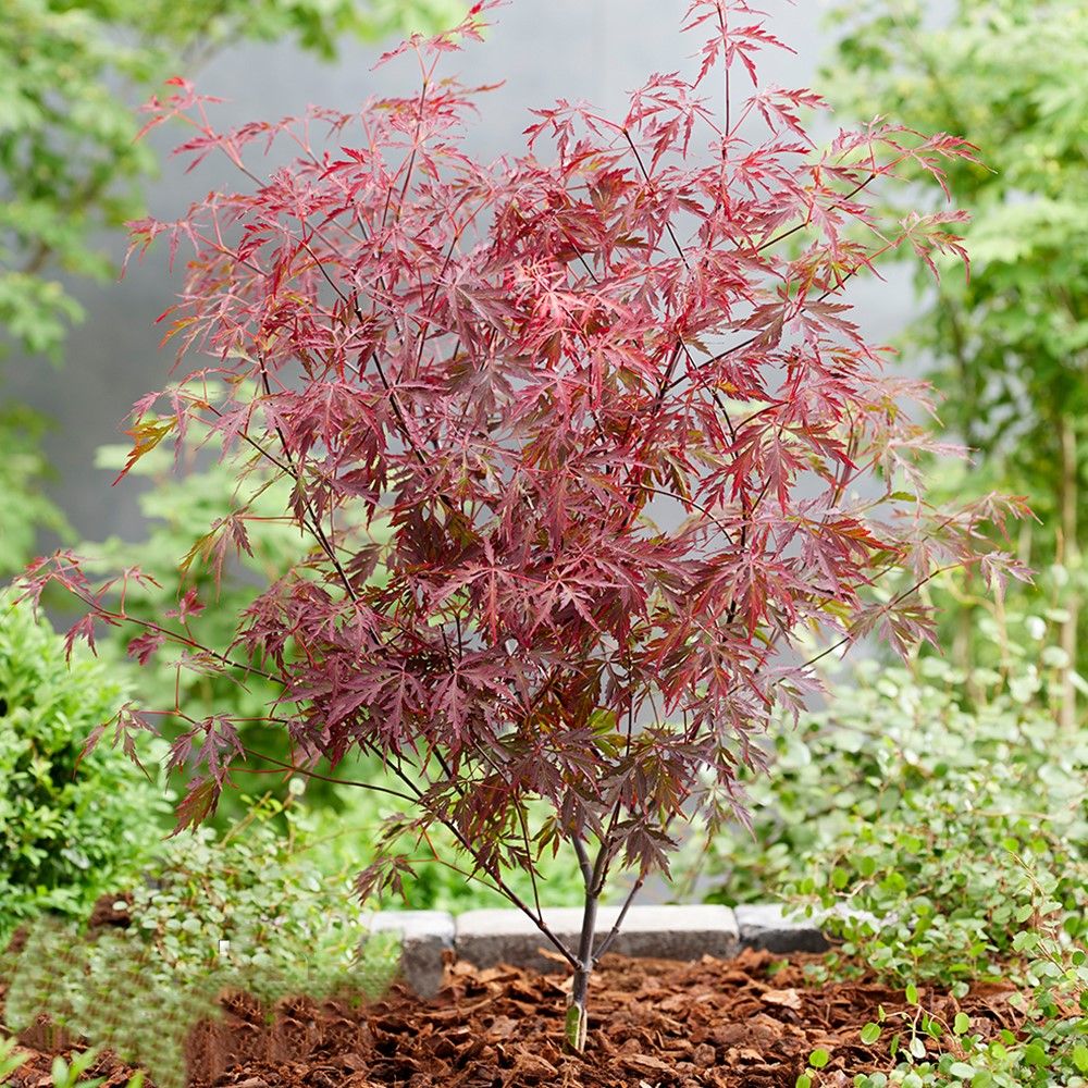 Artar Japonez 90 cm in ghiveci 7,5