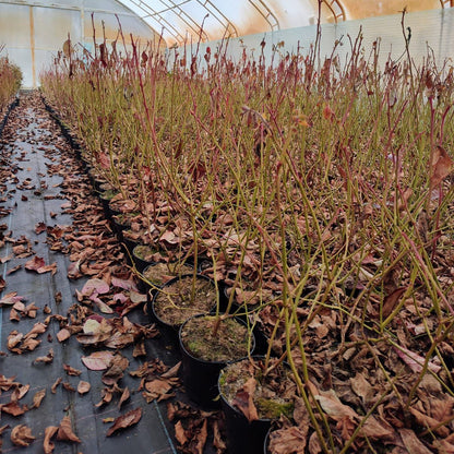 Afin pe rod Elliot Anul III Ghiveci 1,5l 50-60cm