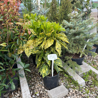 Aucuba Japonica 60 cm ghiveci 4L