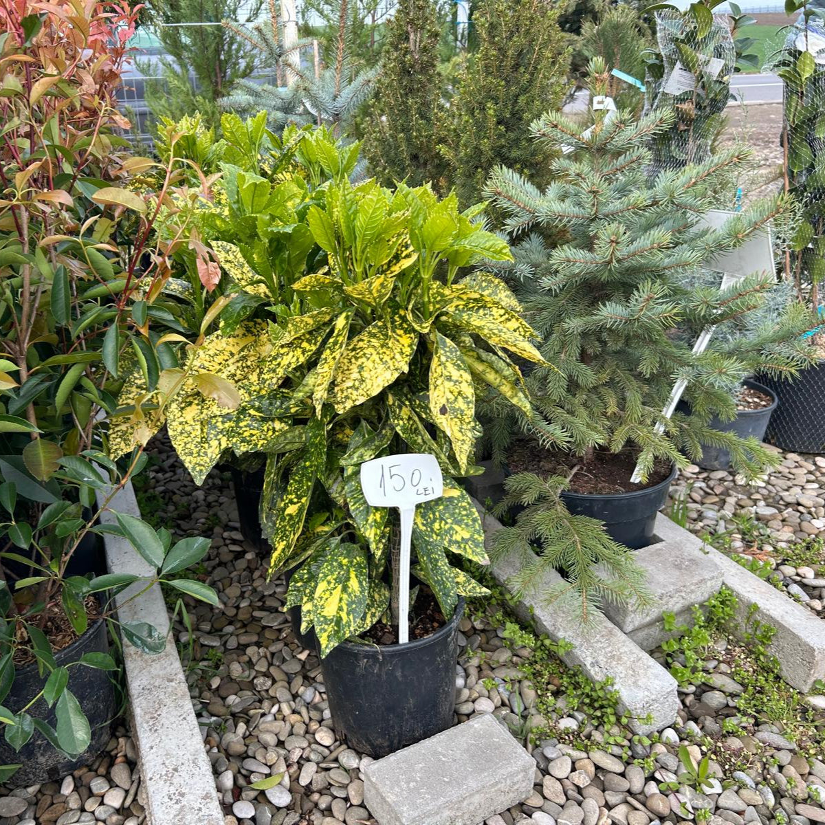 Aucuba Japonica 60 cm ghiveci 4L