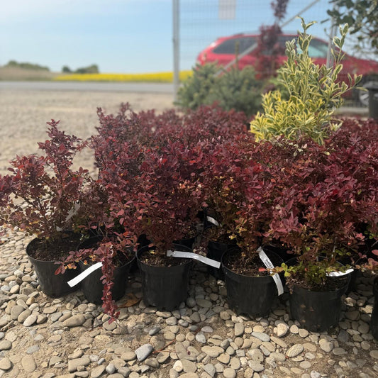 Berberis Dracila in ghiveci h 30-40cm