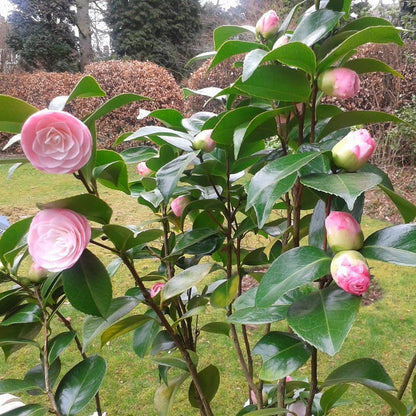 Camelia Japonica roz 50 cm ghiveci 4l
