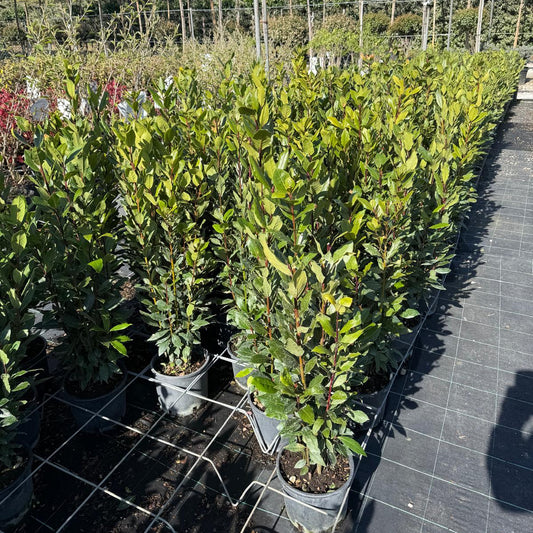 Dafin Comestibil 70-90cm ghiveci 3L