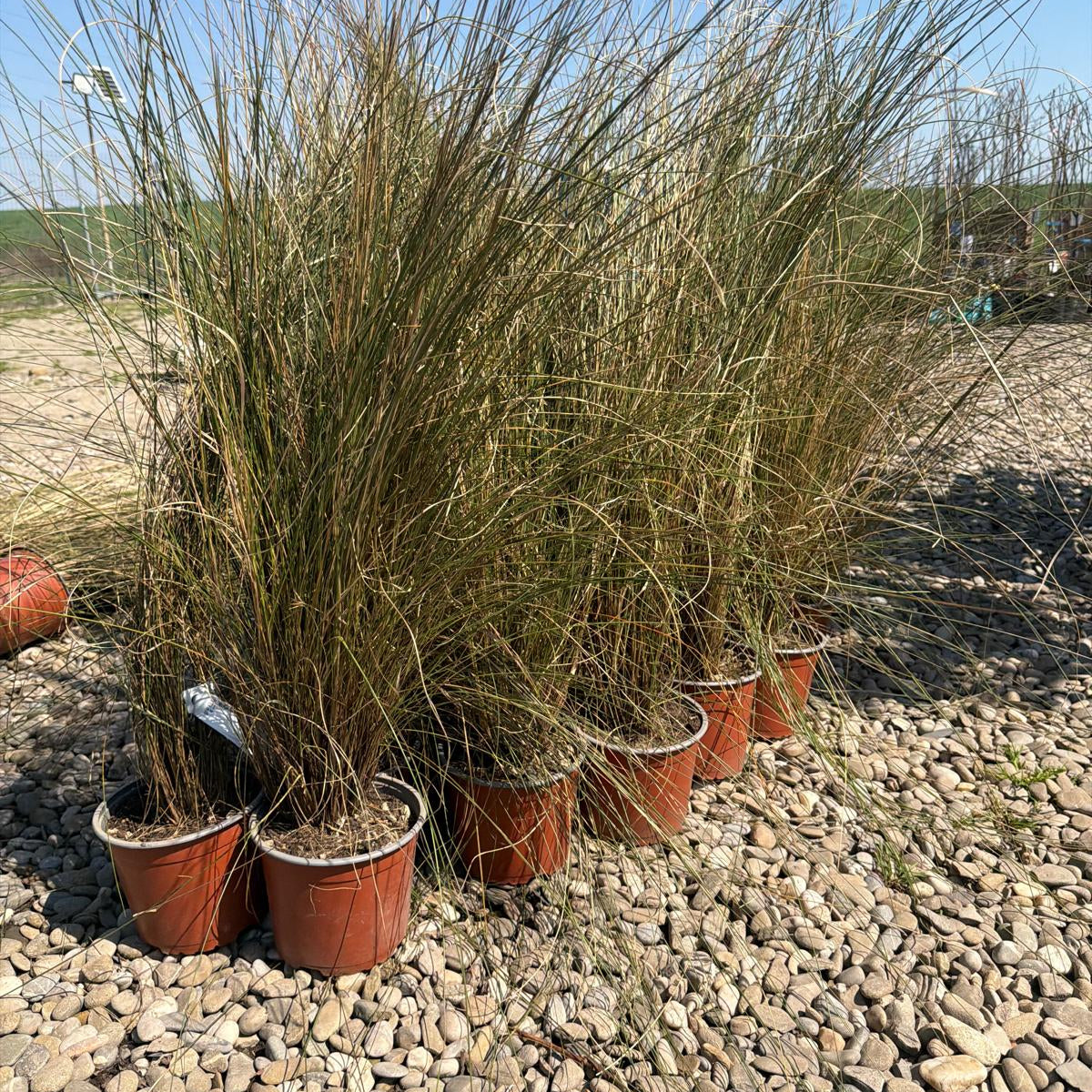 Iarba de Pampas roz 60-70 cm in ghiveci 3l
